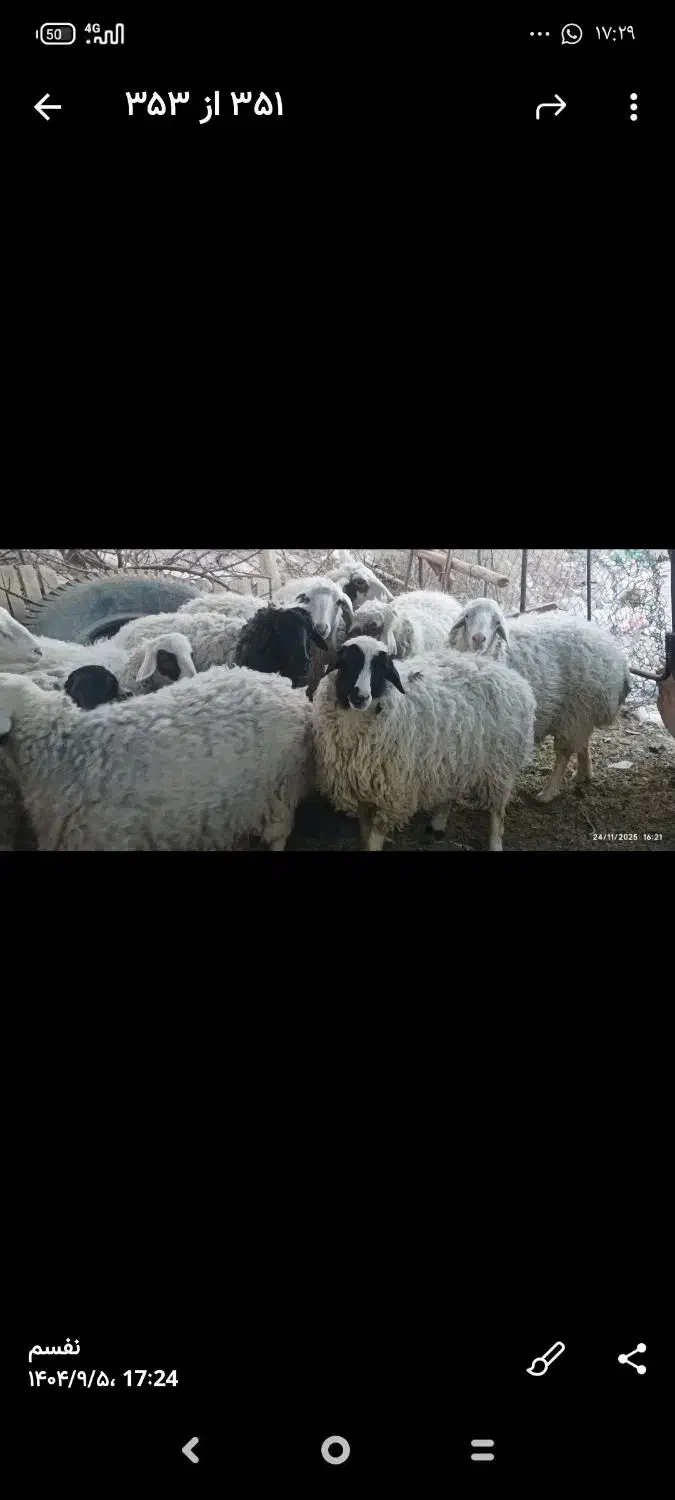 فروش فوری میش بدون بره|حیوانات مزرعه|بردسیر, |دیوار