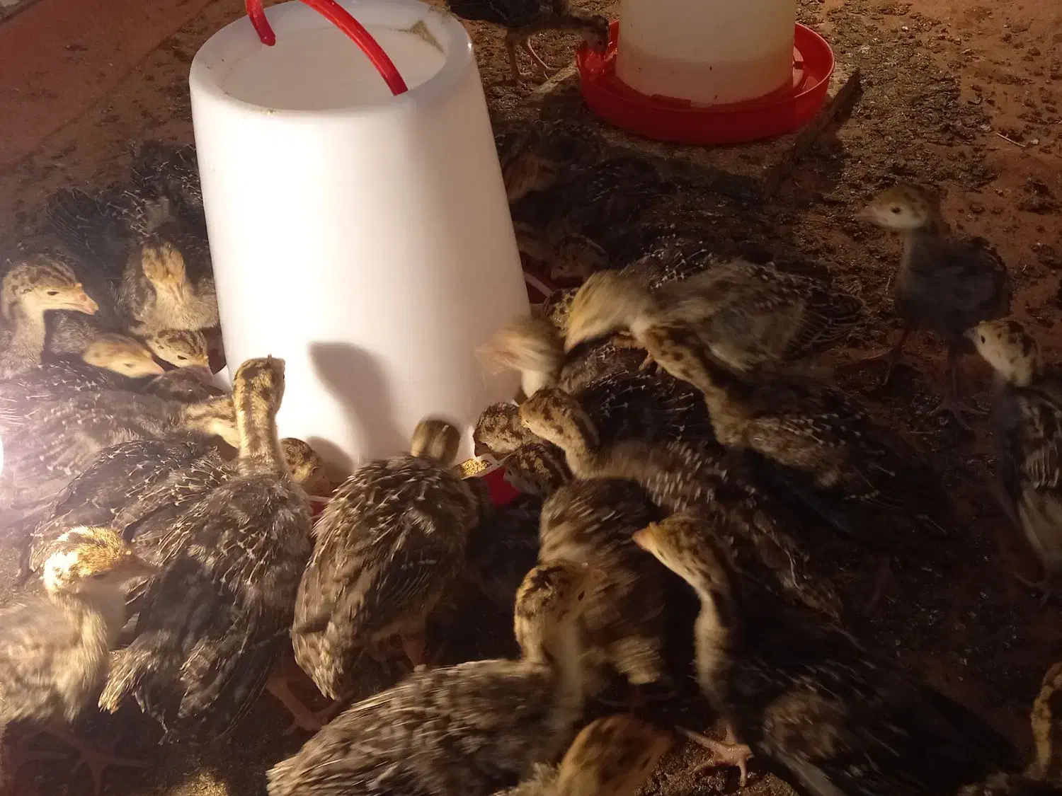 بوقلمون|حیوانات مزرعه|خوشاب, |دیوار