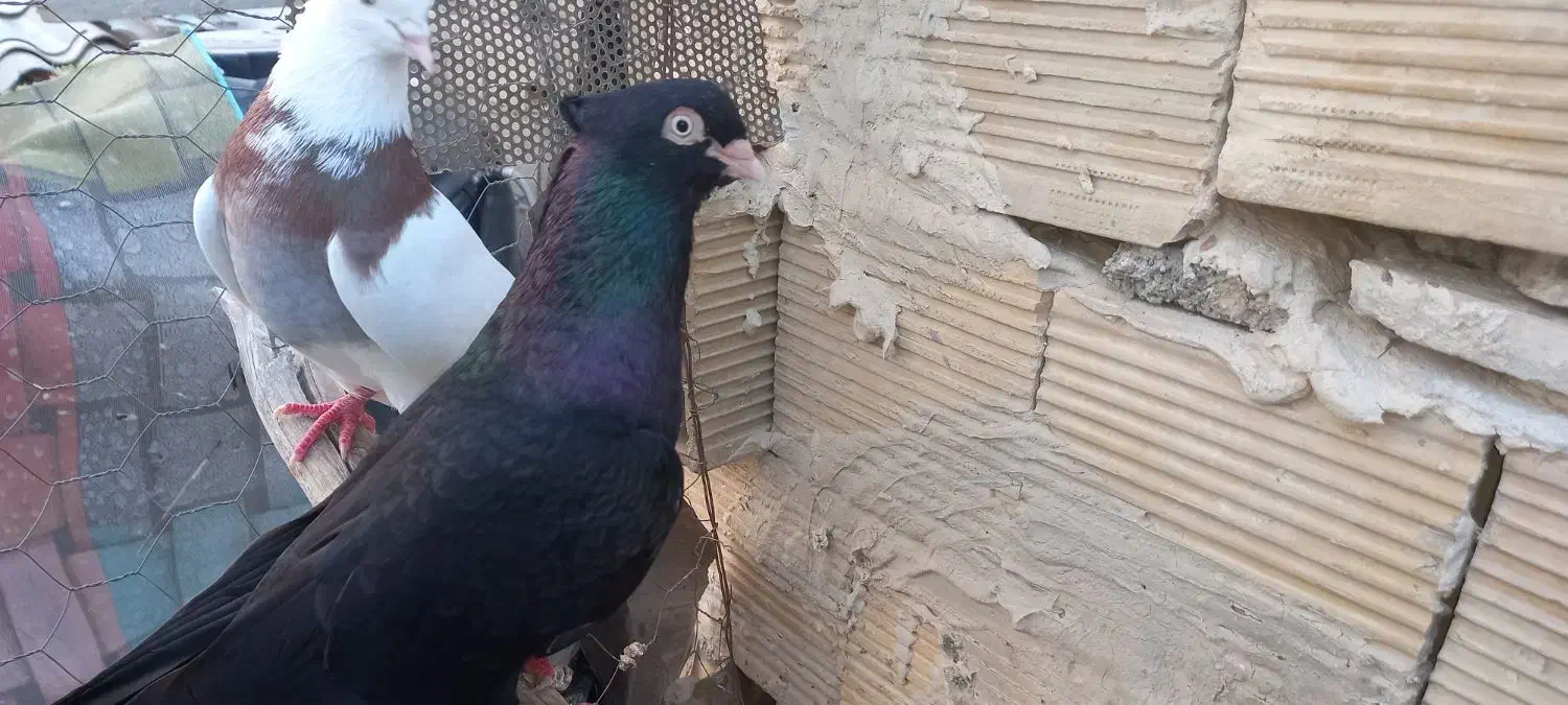 سیاه ابادان|پرنده|بندر ماهشهر, |دیوار