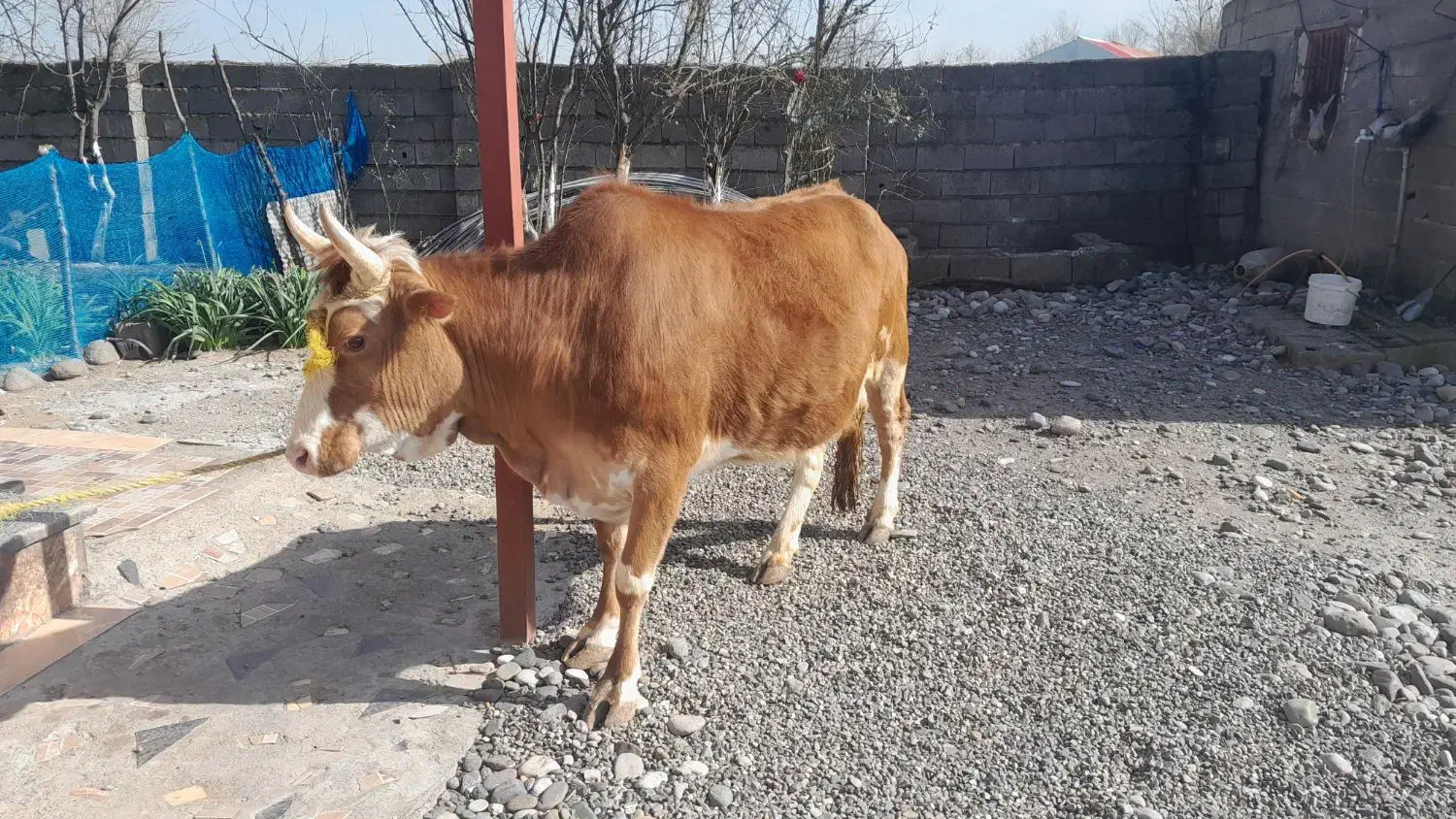 گاو شکمدار|حیوانات مزرعه|رشت, توشیبا|دیوار