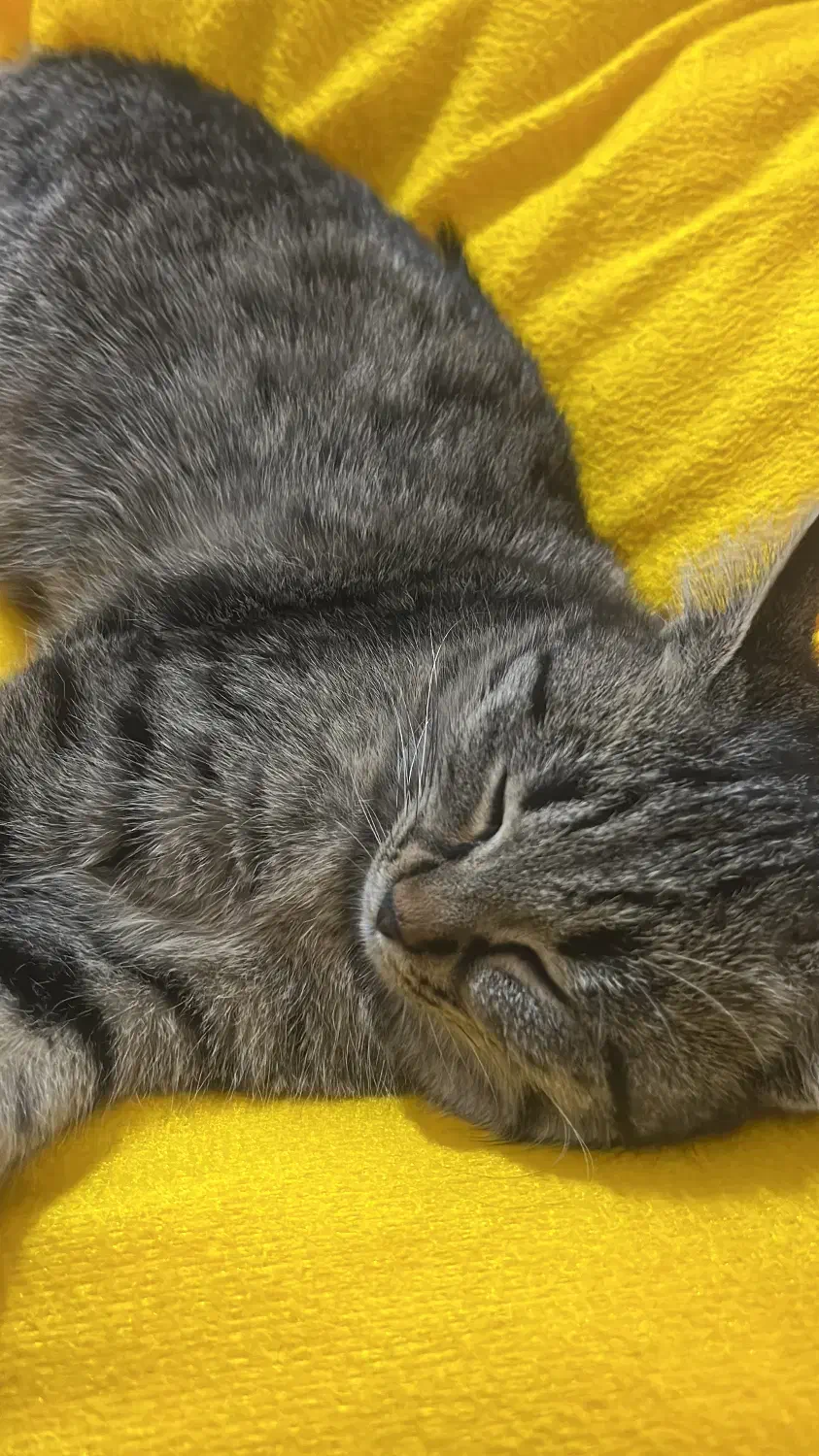 واگذاری بچه گربه|گربه|اردبیل, |دیوار