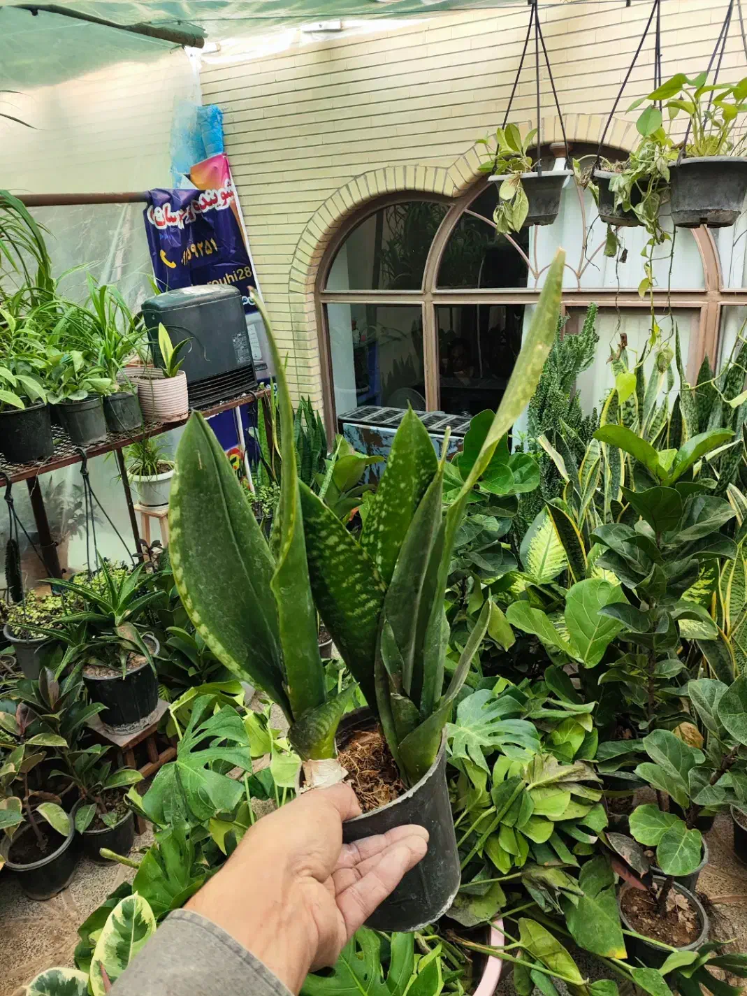 هدیه روز مادر|گل و گیاه طبیعی|اصفهان, شاه پسند|دیوار