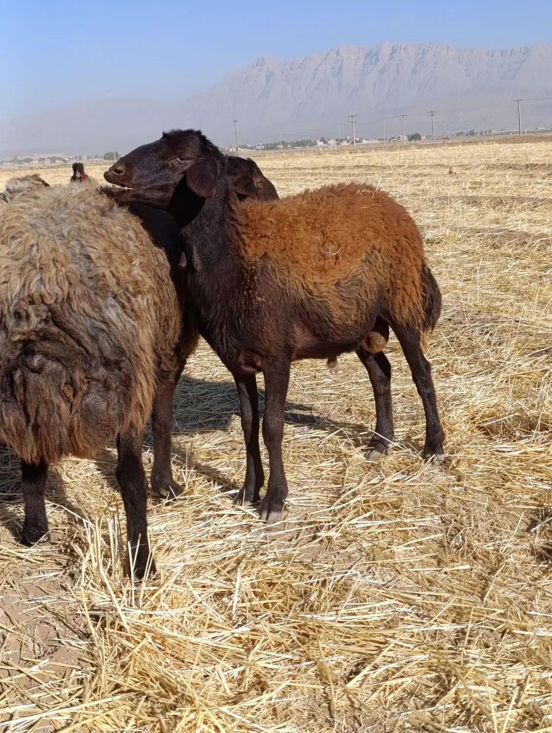 بره و شیشک قوچ غزل افشار|حیوانات مزرعه|خانمیرزا, |دیوار