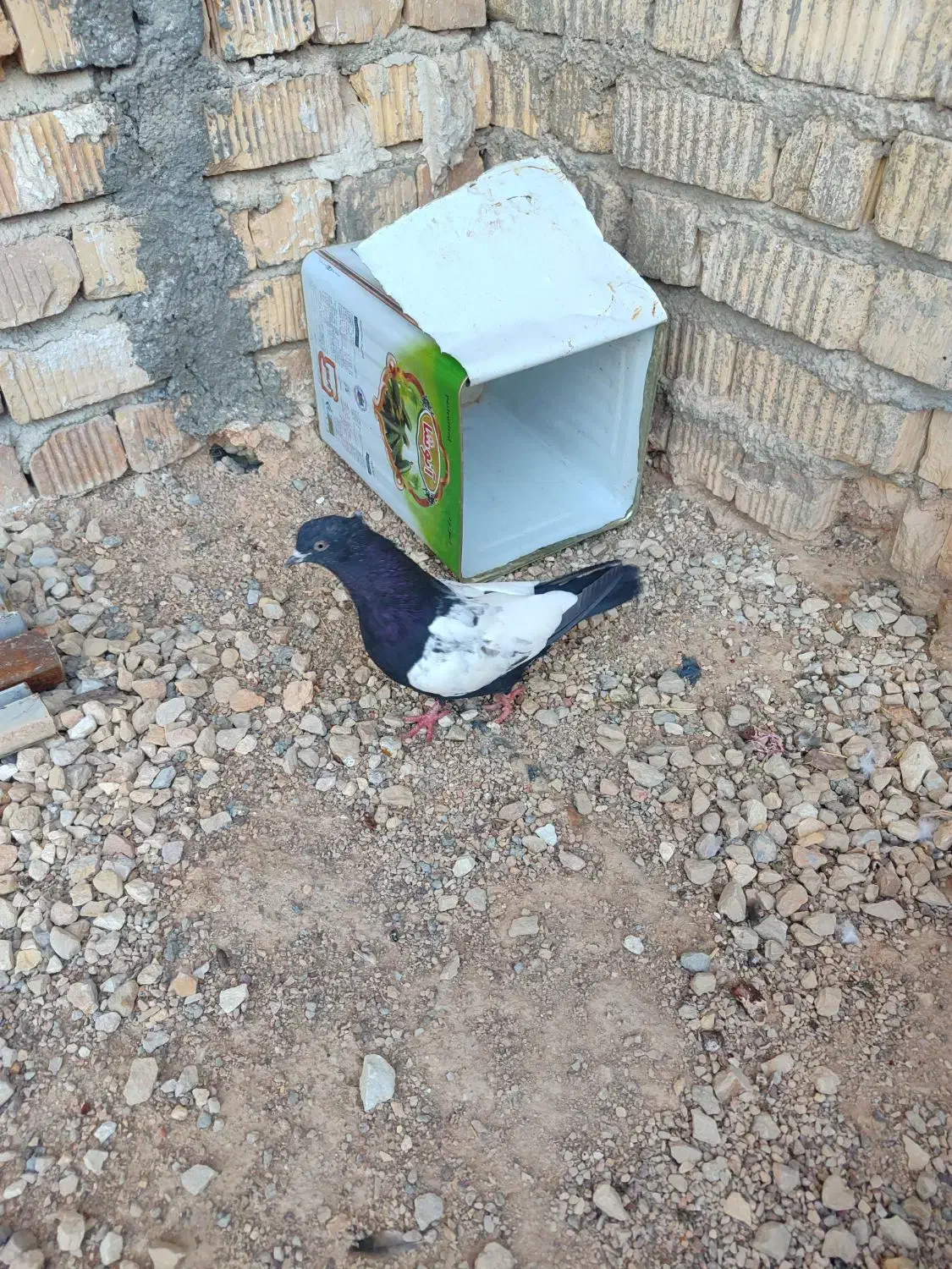 کبوتر سینه|پرنده|شیراز, چشمه سید صفری|دیوار