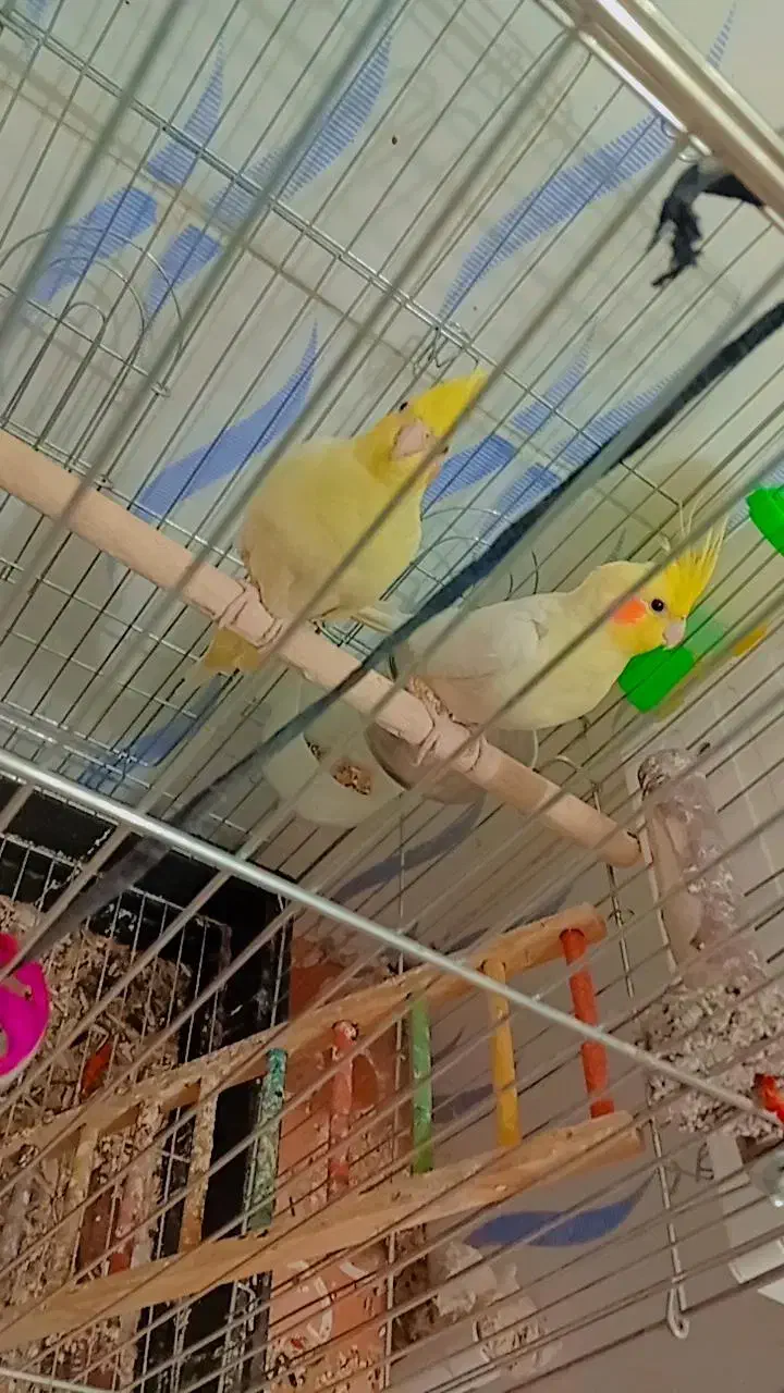 عروس هلند|پرنده|شیراز, پانصد دستگاه ارتش|دیوار