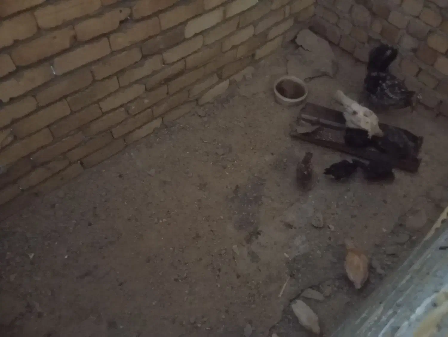 مرغ گلین|حیوانات مزرعه|شیروان (لرستان), |دیوار