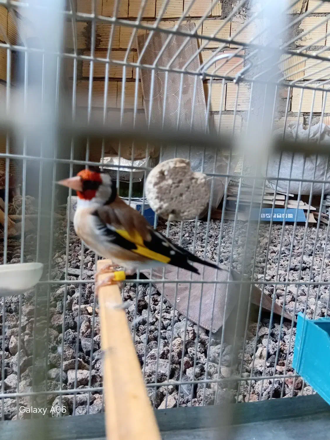 سهره|پرنده|خرم‌آباد, |دیوار