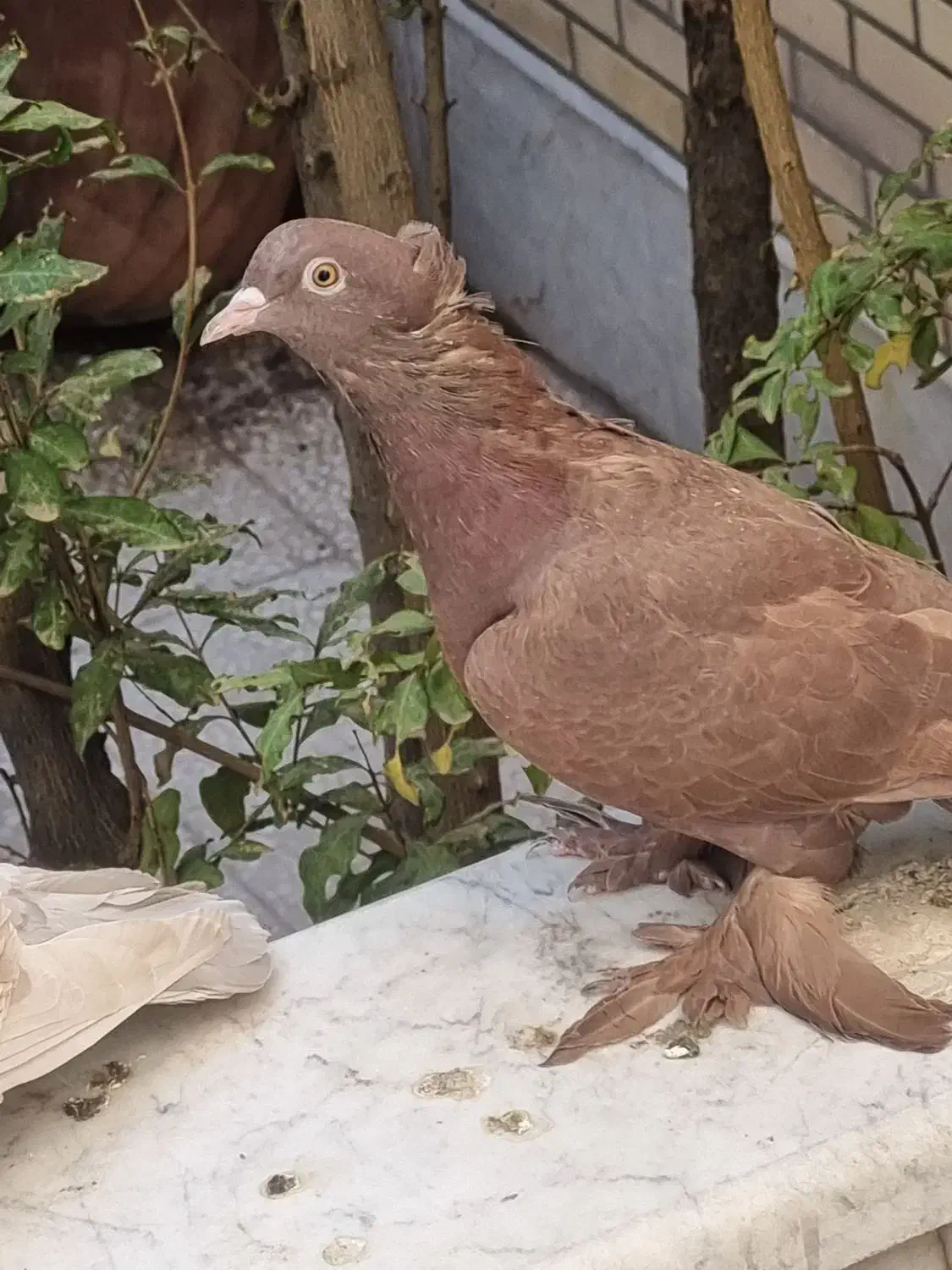 کبوترراهب|پرنده|قم, هنرستان|دیوار