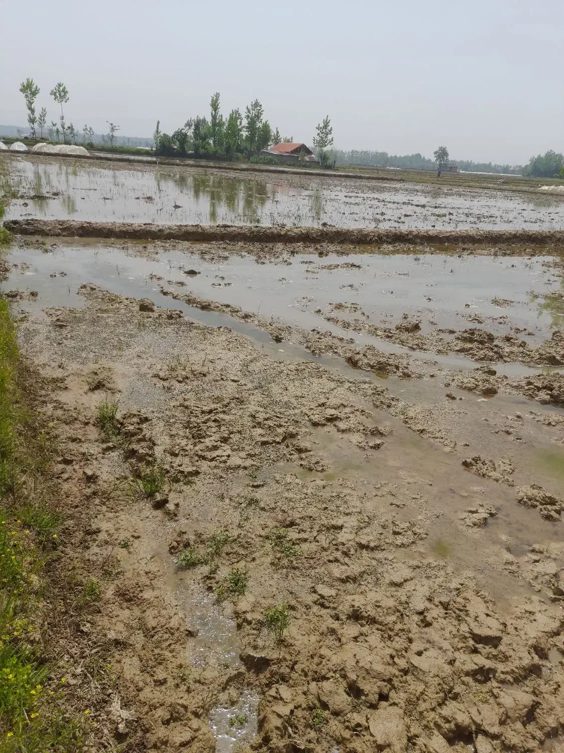 فروش زمین کشاورزی شهید شیرودی ، لاکان|فروش زمین و ملک کلنگی|رشت, لاکان|دیوار