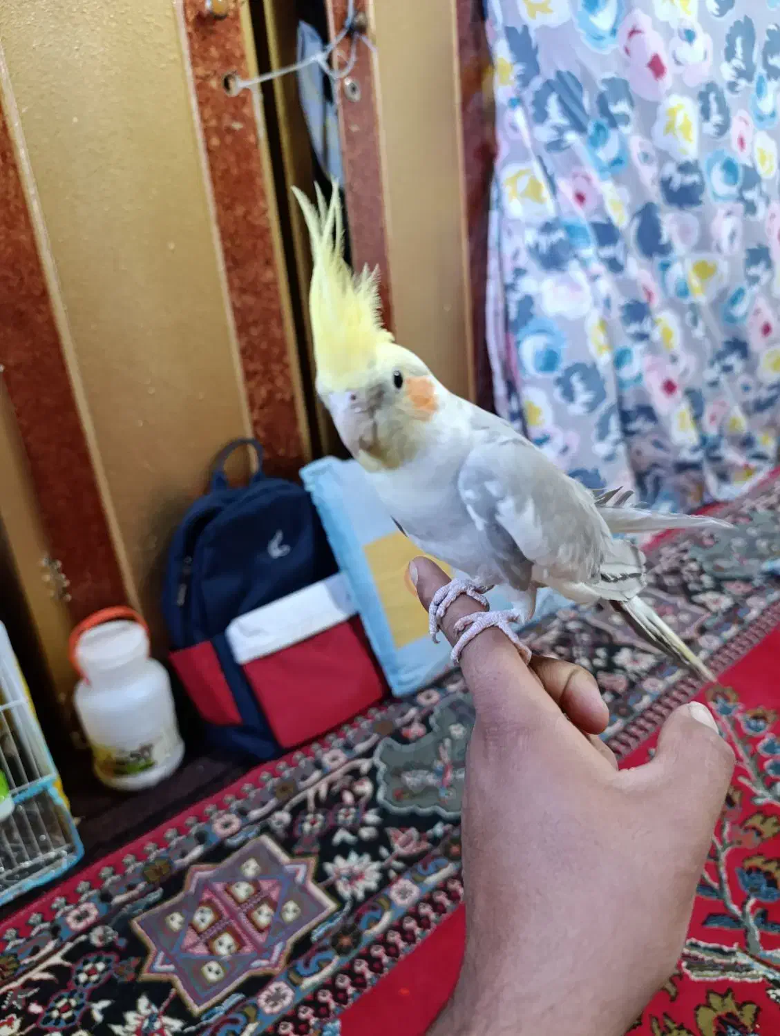 گمشده|پرنده|بردسکن, |دیوار