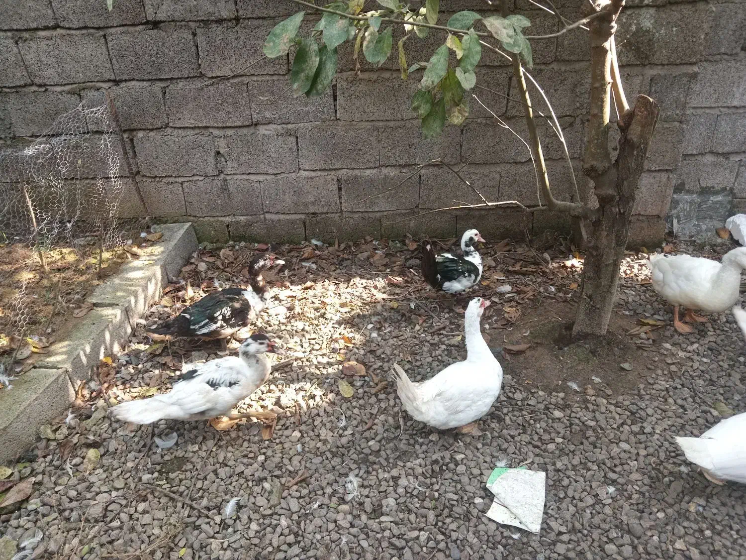 اردک اسراییلی  ۵عدد|حیوانات مزرعه|آستانه اشرفیه, |دیوار