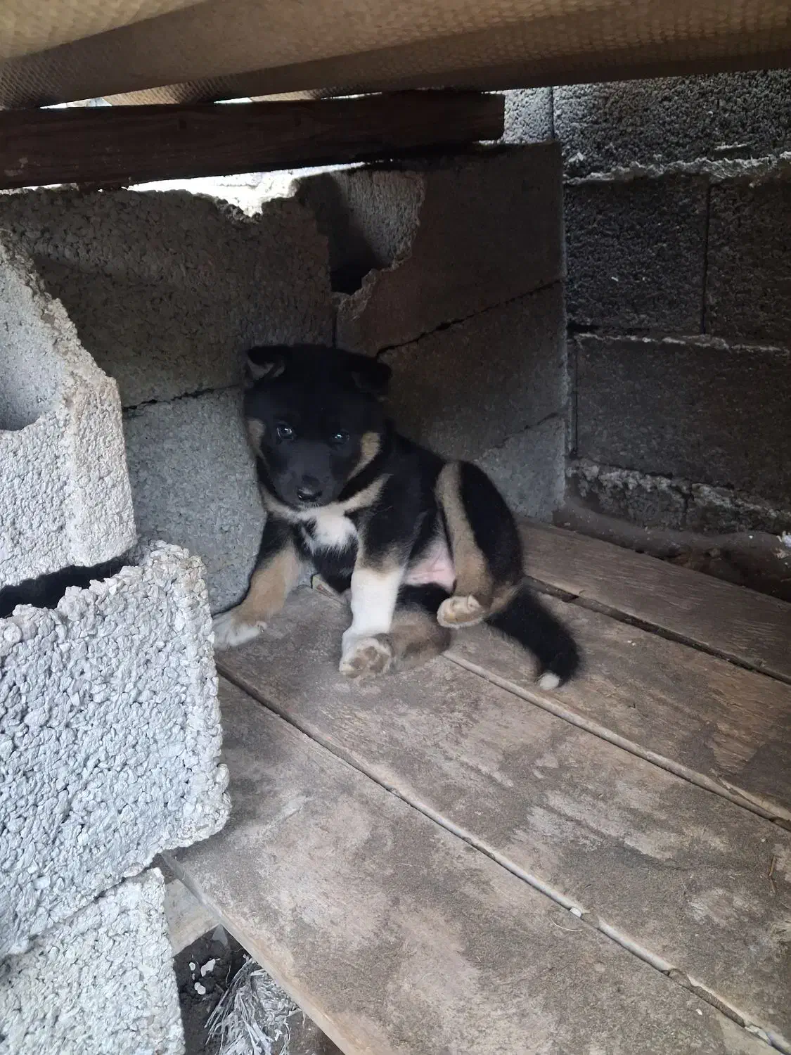 توله ماده ژرمن شپرد|سگ|چاف و چمخاله, |دیوار