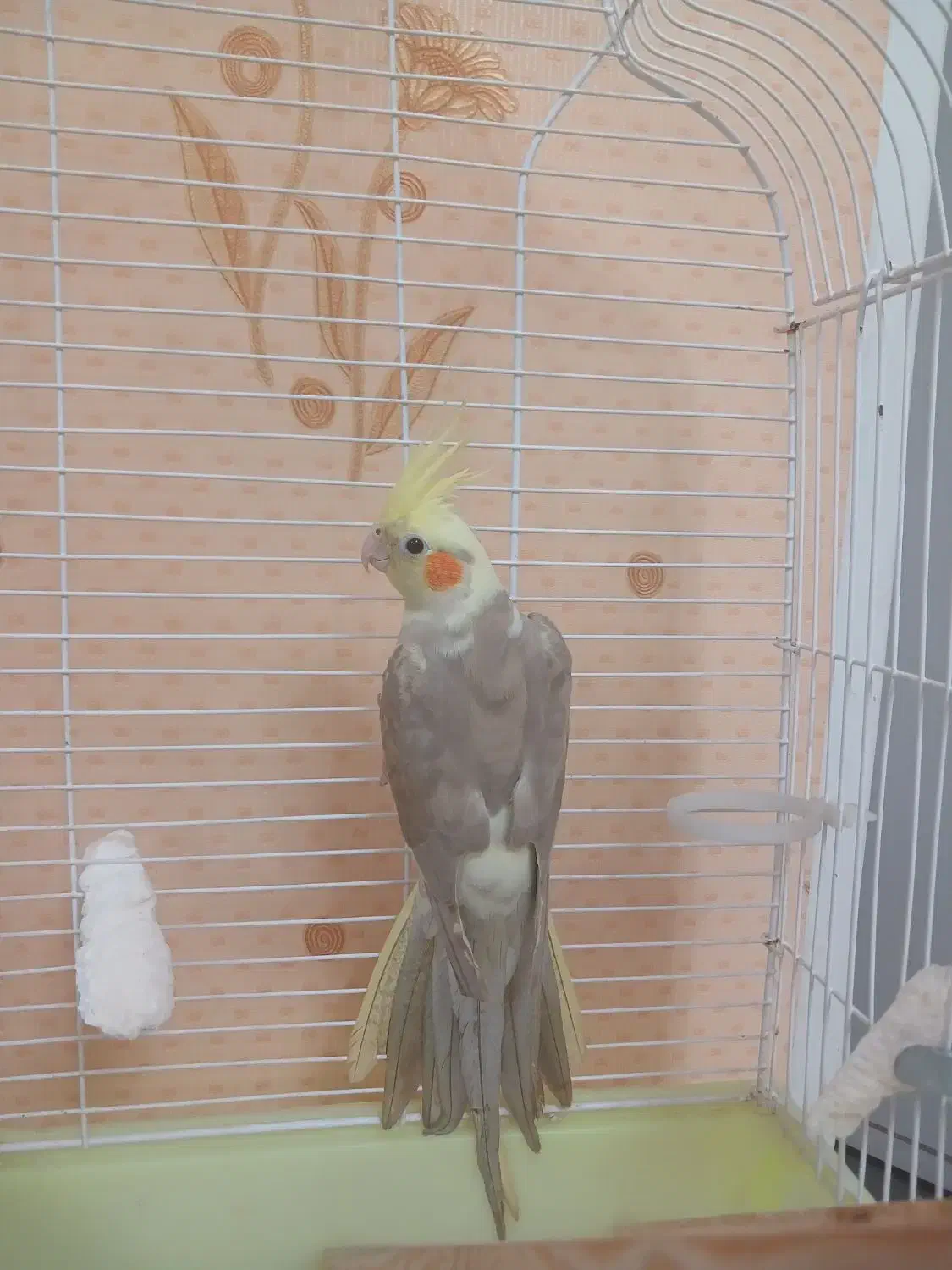 عروس هلندی ماده آماده|پرنده|کرج, عظیمیه|دیوار