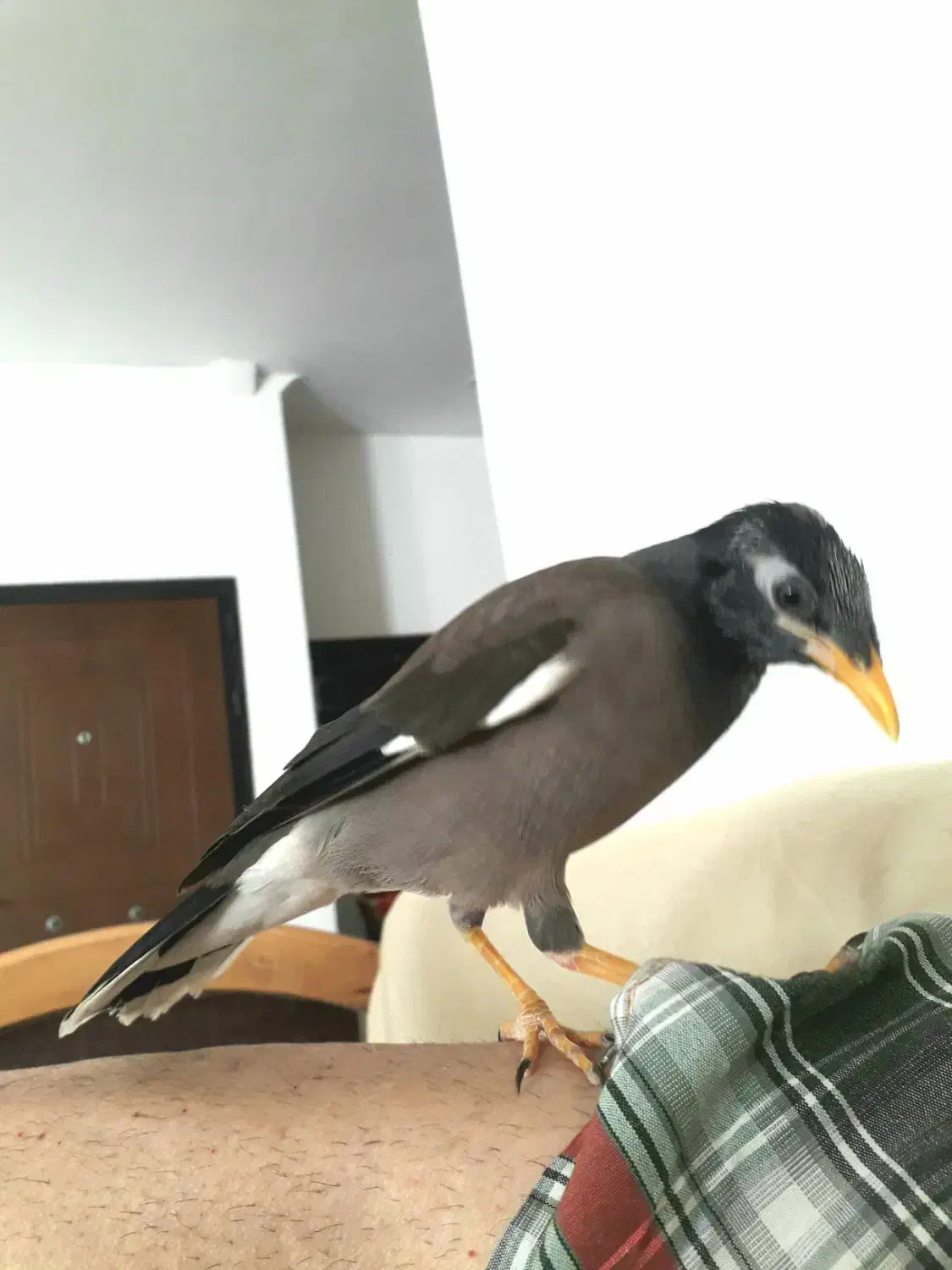 مرغ مینا سخنگو|پرنده|بروجرد, |دیوار