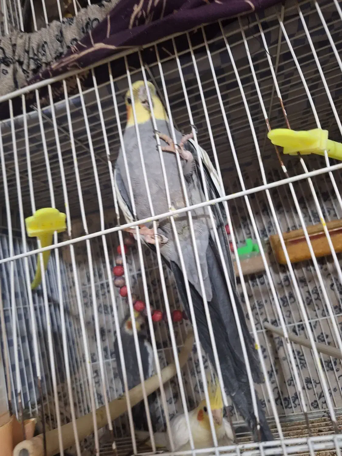 عروس هلندی|پرنده|مشهد, کشف|دیوار