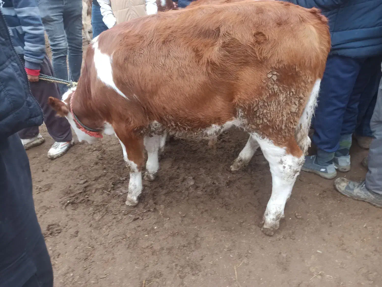 خریدفروش گوساله|حیوانات مزرعه|سیمین شهر, |دیوار