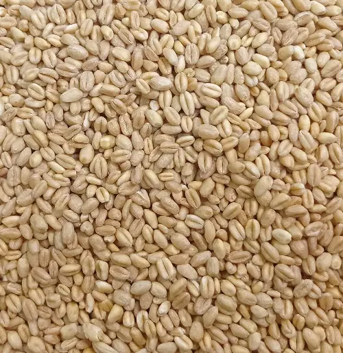 گندم|عمده‌فروشی|خنجین, |دیوار