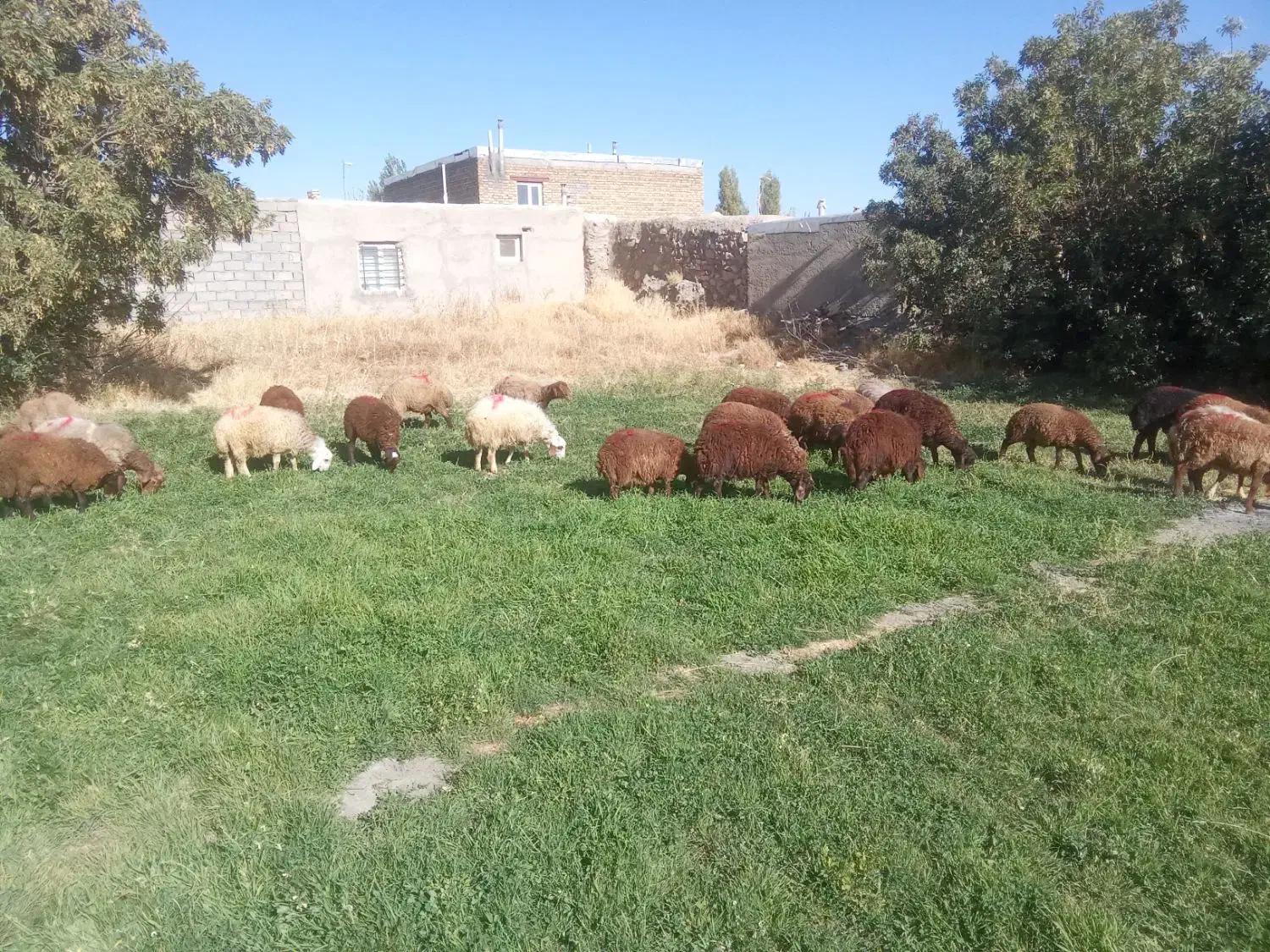 بره نر|حیوانات مزرعه|قروه, |دیوار