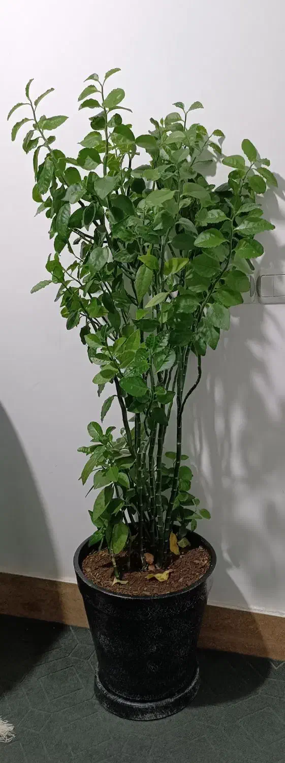 درختچه پرتقال طبیعی|گل و گیاه طبیعی|اسلامآباد غرب, |دیوار