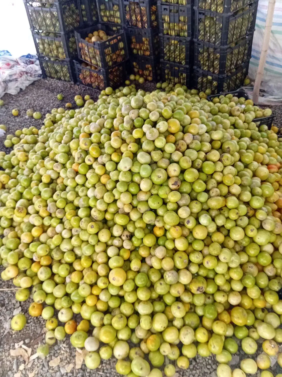 گوجه کال|خوردنی و آشامیدنی|گرمی, |دیوار