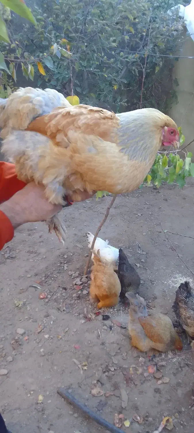 مرغ برهمان|حیوانات مزرعه|مرند, |دیوار