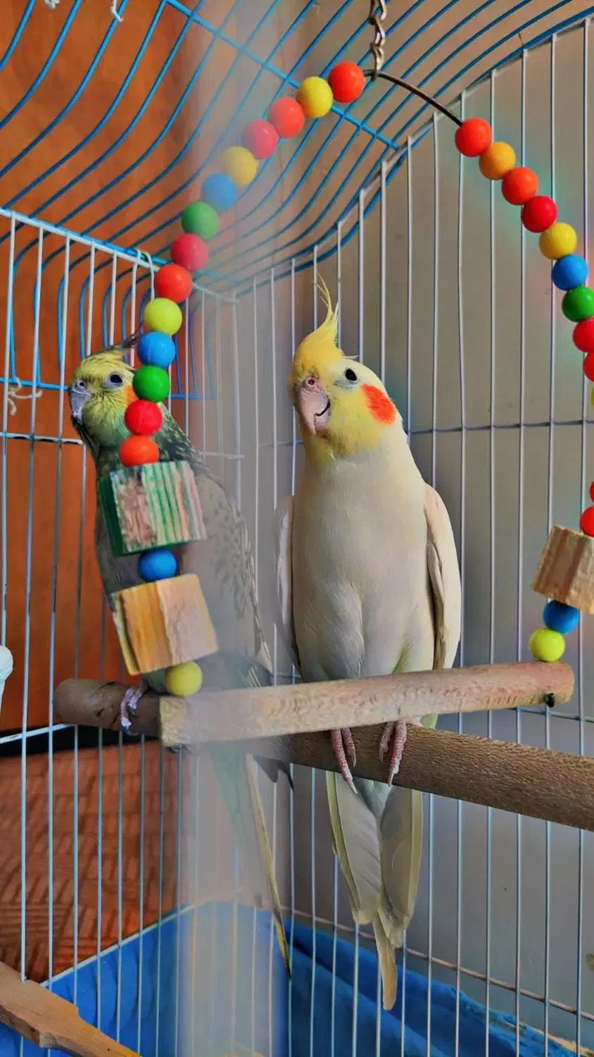 عروس هلندی|پرنده|زالیان, |دیوار