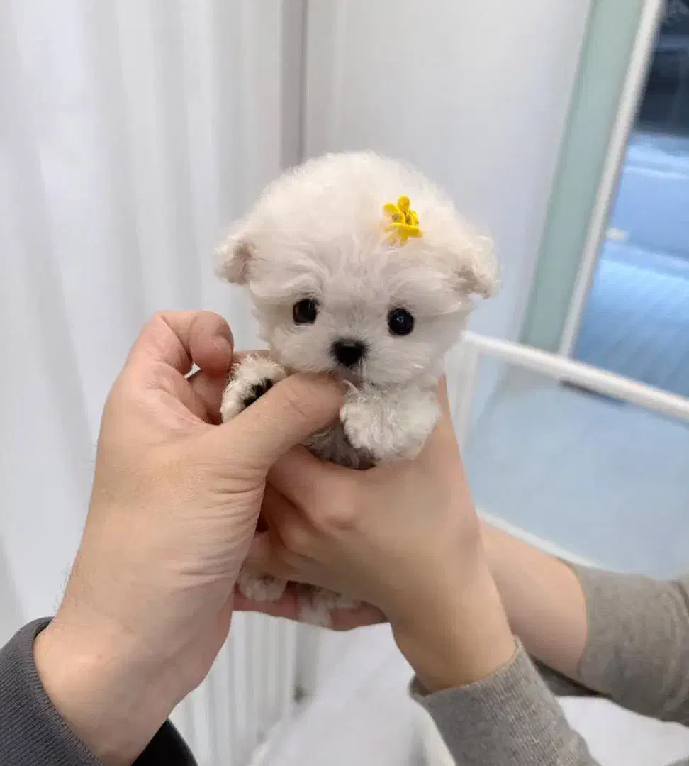 مالتیپو عروسکی|سگ|تهران, سردارجنگل|دیوار