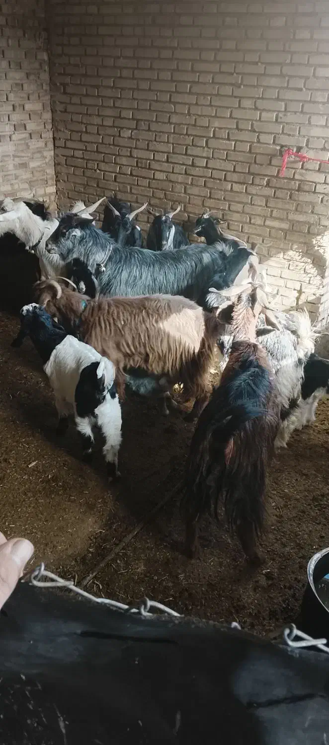 بزوبیگداشتی|حیوانات مزرعه|دزفول, |دیوار