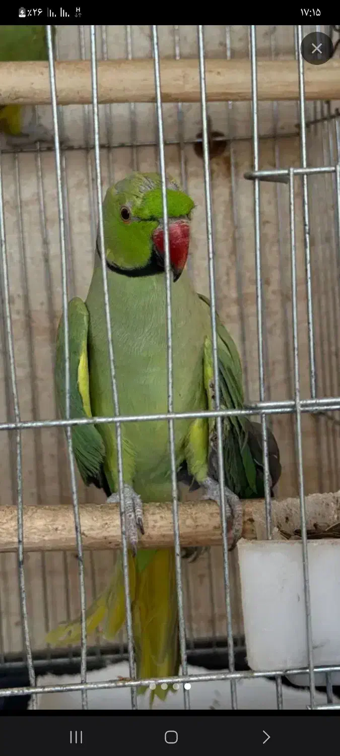 طوطی منلگو جفت|پرنده|آبادان, |دیوار