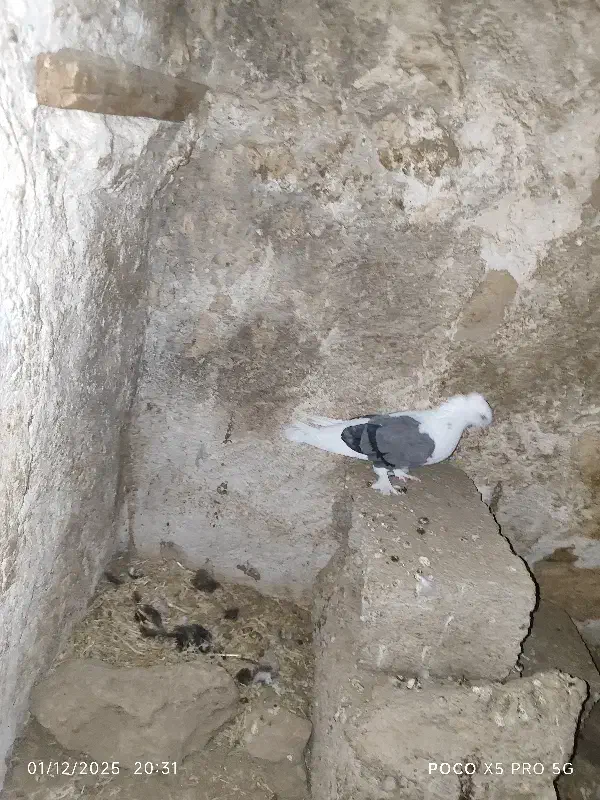 پرنده|پرنده|خورموج, |دیوار