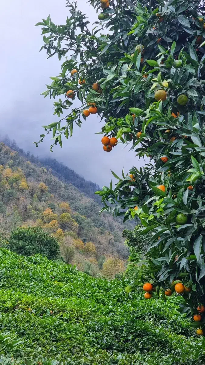 فروش باغ چای|فروش زمین و ملک کلنگی|املش, |دیوار