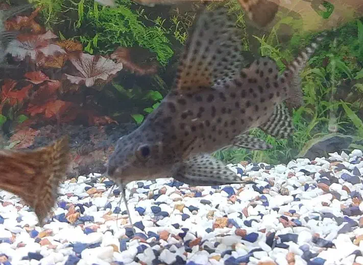 ماهی آکواریومی|ماهی|قیامدشت - خاورشهر, |دیوار