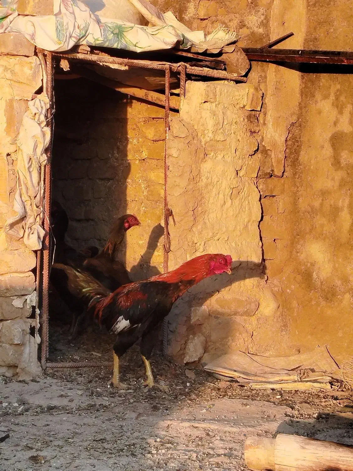 خروس لاری|حیوانات مزرعه|محمدیه-قزوین, |دیوار