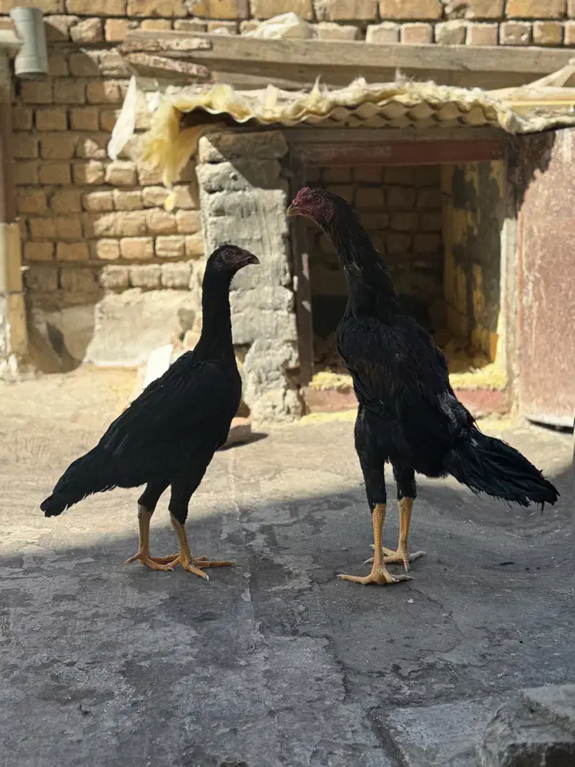 لاری|حیوانات مزرعه|کرج, باغستان|دیوار