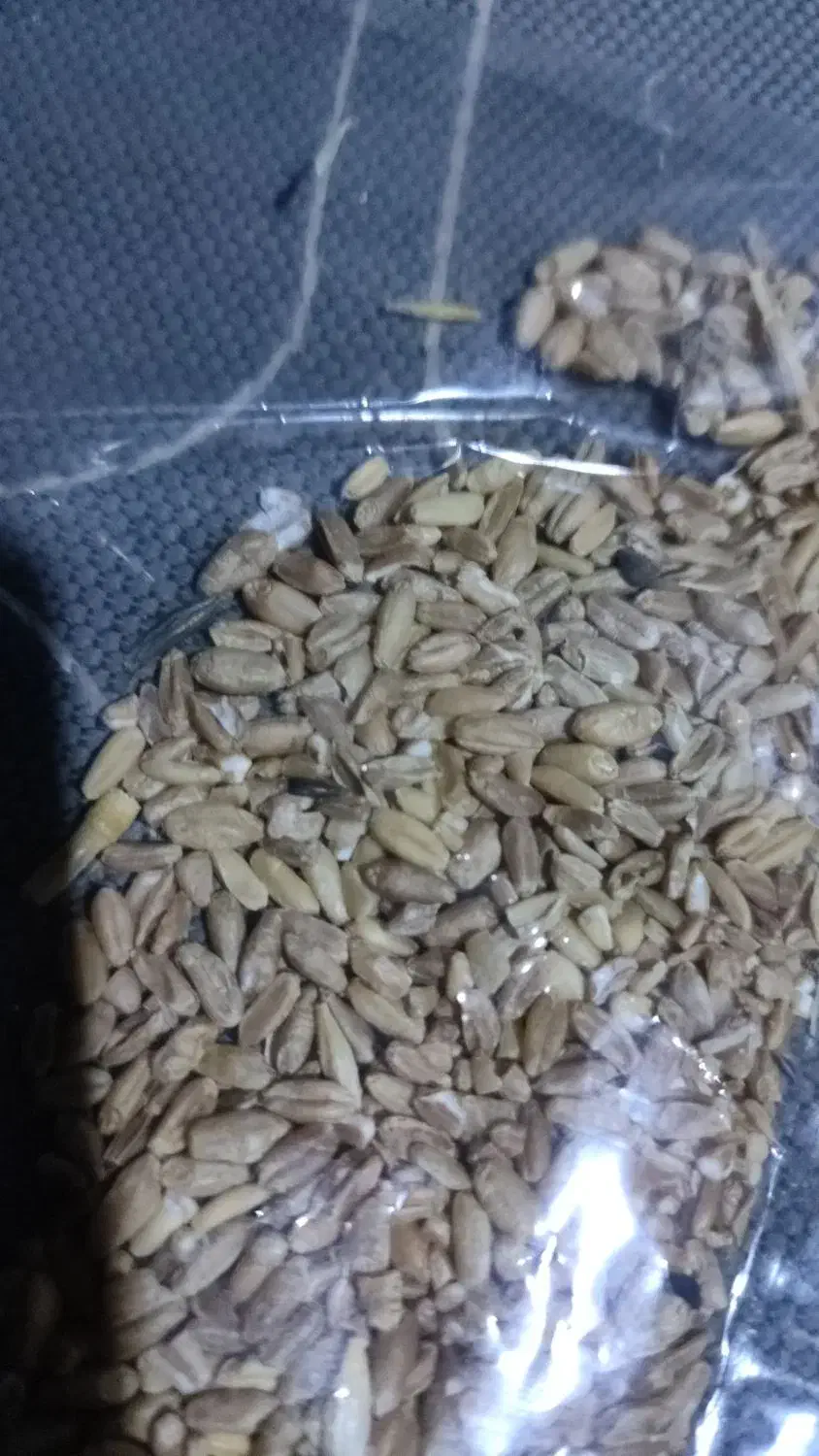 گندم|عمده‌فروشی|تایباد, |دیوار