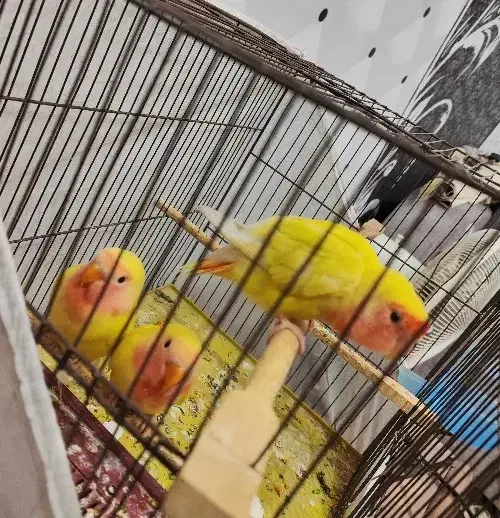 طوطی برزیلی دستی|پرنده|سوسنگرد, |دیوار