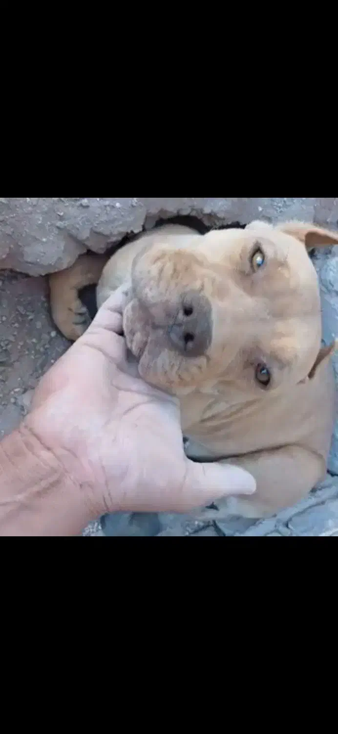 پیتبول ماده و توله|سگ|رفسنجان, |دیوار