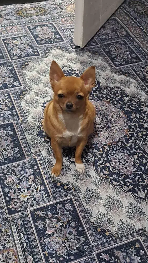 سگ شیواوا ماده|سگ|شهریار, شهرک شاهد|دیوار