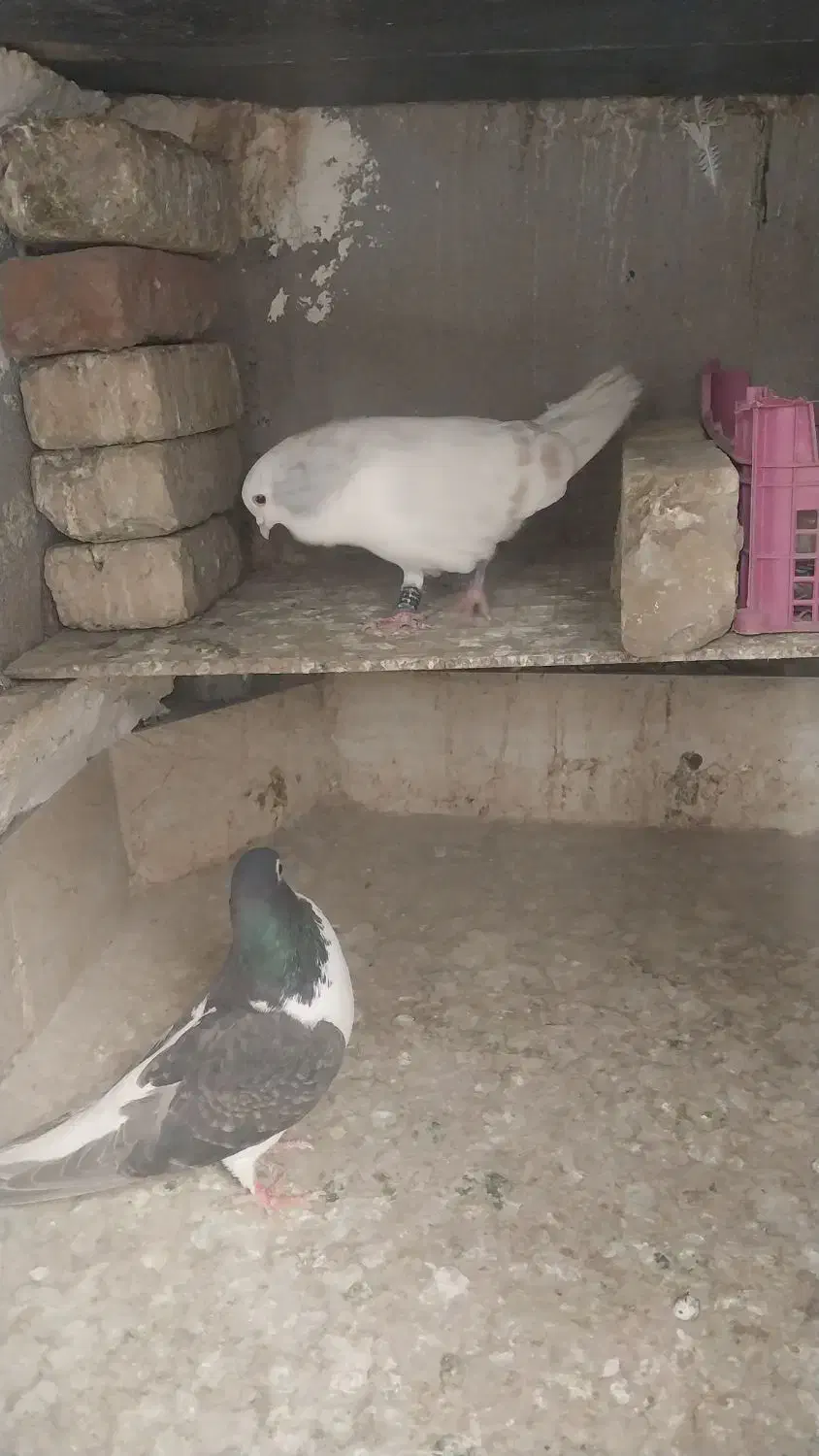 نروماده‌ساده‌هفترنگ|پرنده|کاشمر, |دیوار