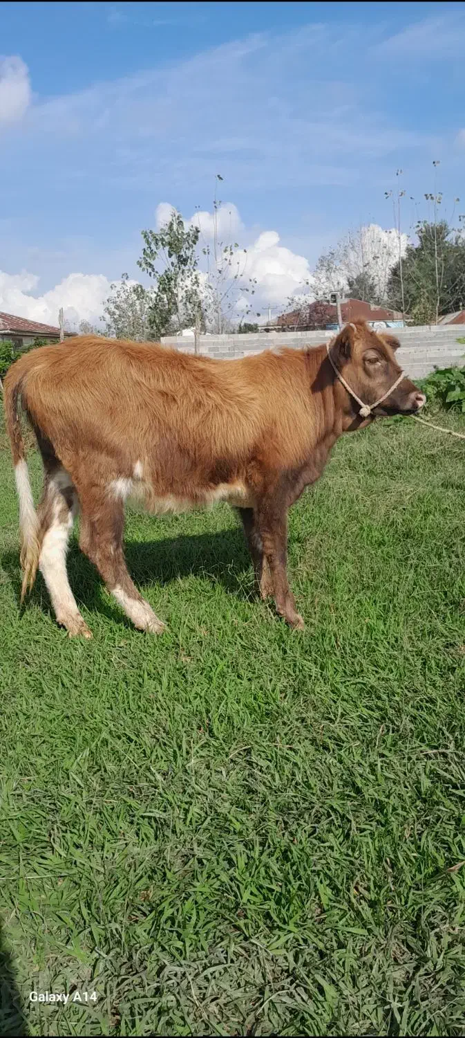 لیشه درشت گوساله ماده گاو|حیوانات مزرعه|رشت, پل تالشان|دیوار