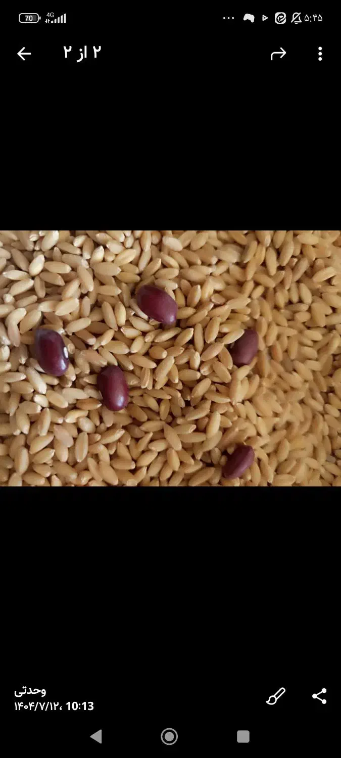 مقداری گندم بوجاری شده درجه یک بفروش میرسد|عمده‌فروشی|شادیان, |دیوار