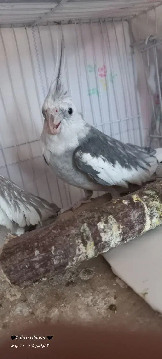 جفت عروس هلندی|پرنده|گرمسار, |دیوار