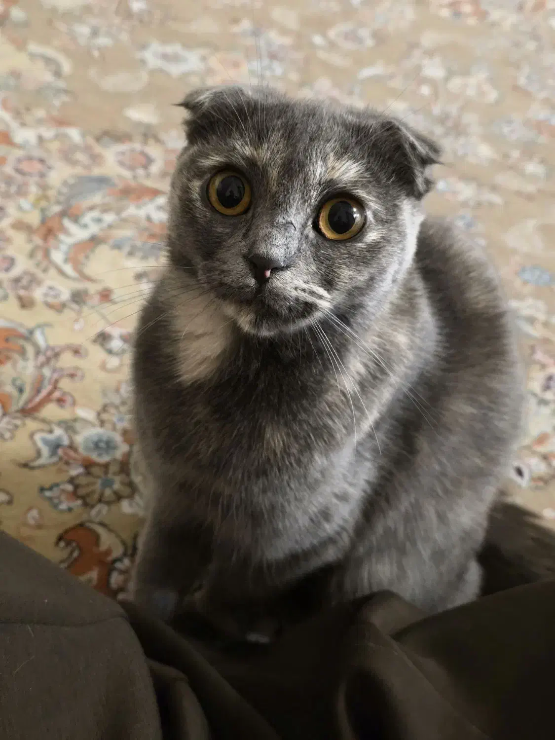 گربه اسکاتیش|گربه|گرگان, |دیوار