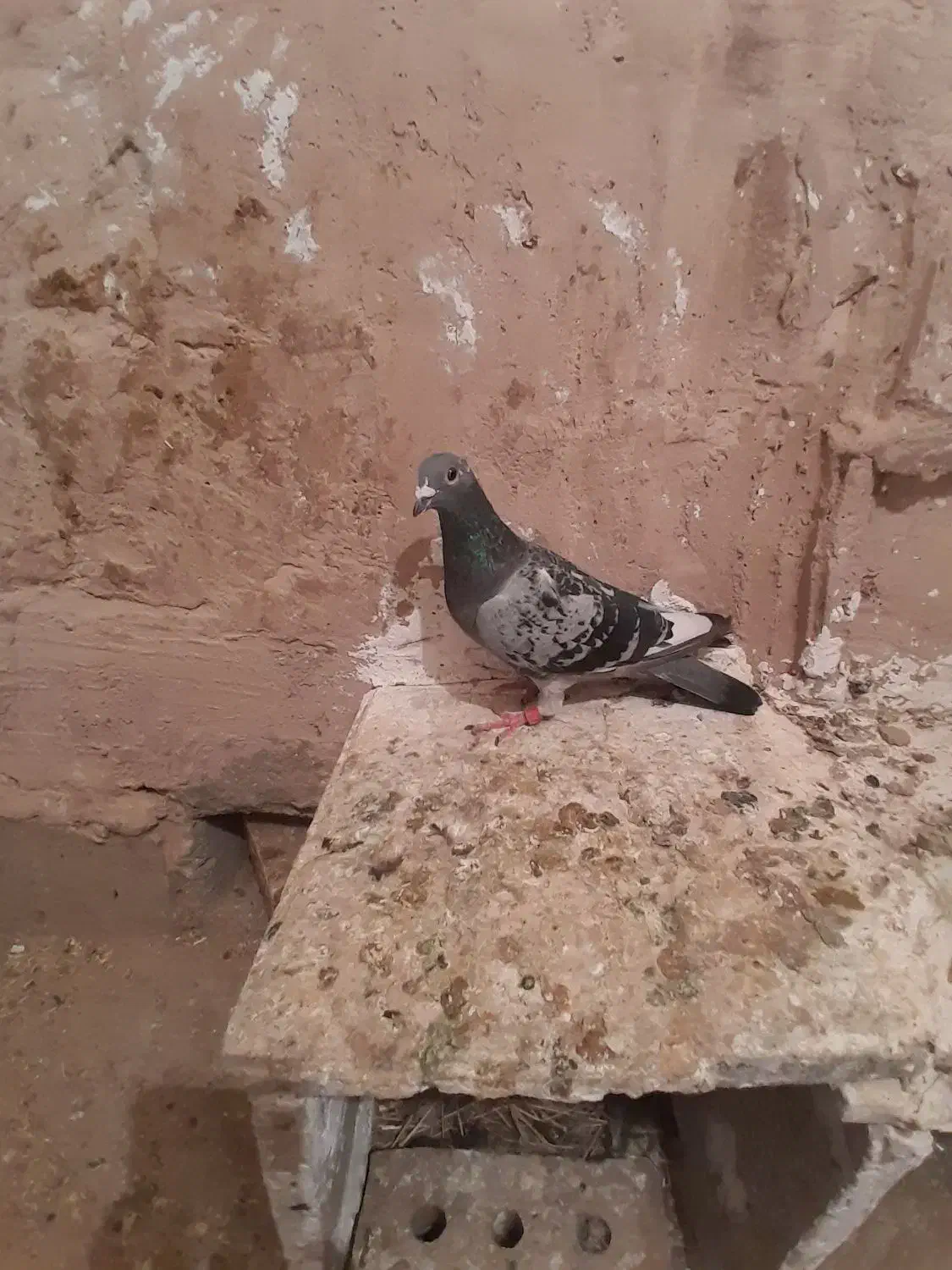 کفتر پرشی|پرنده|نیشابور, مازول|دیوار