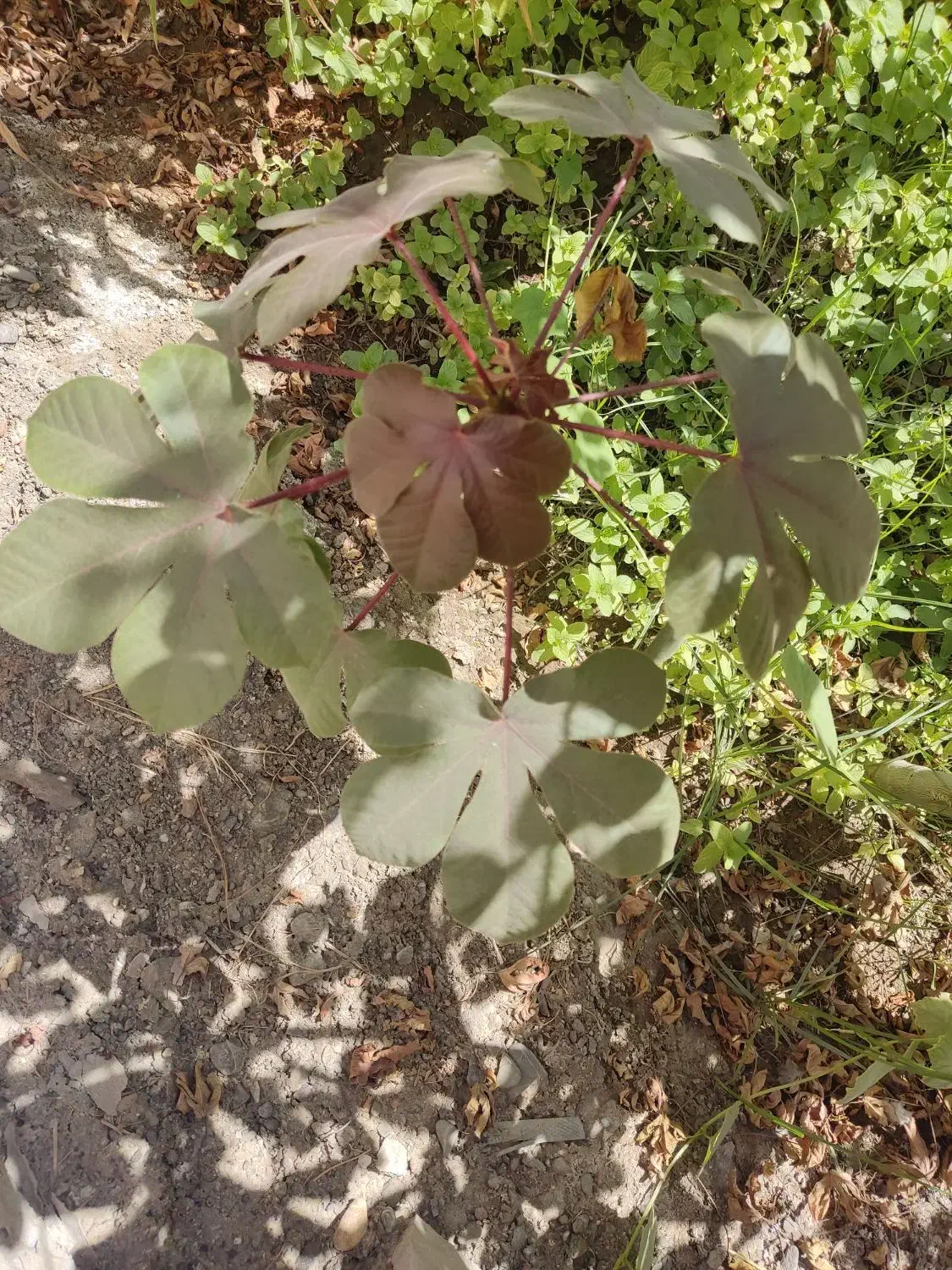 نهال قهوه|گل و گیاه طبیعی|ایرانشهر, |دیوار