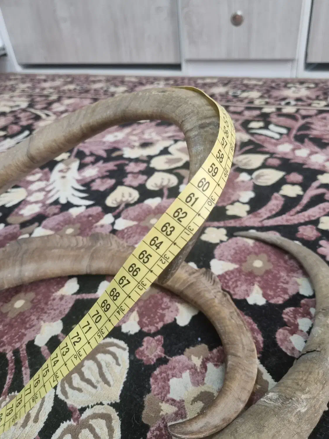 مجسمه شاخ|مجسمه، تندیس، ماکت|کرج, اصفهانیها|دیوار