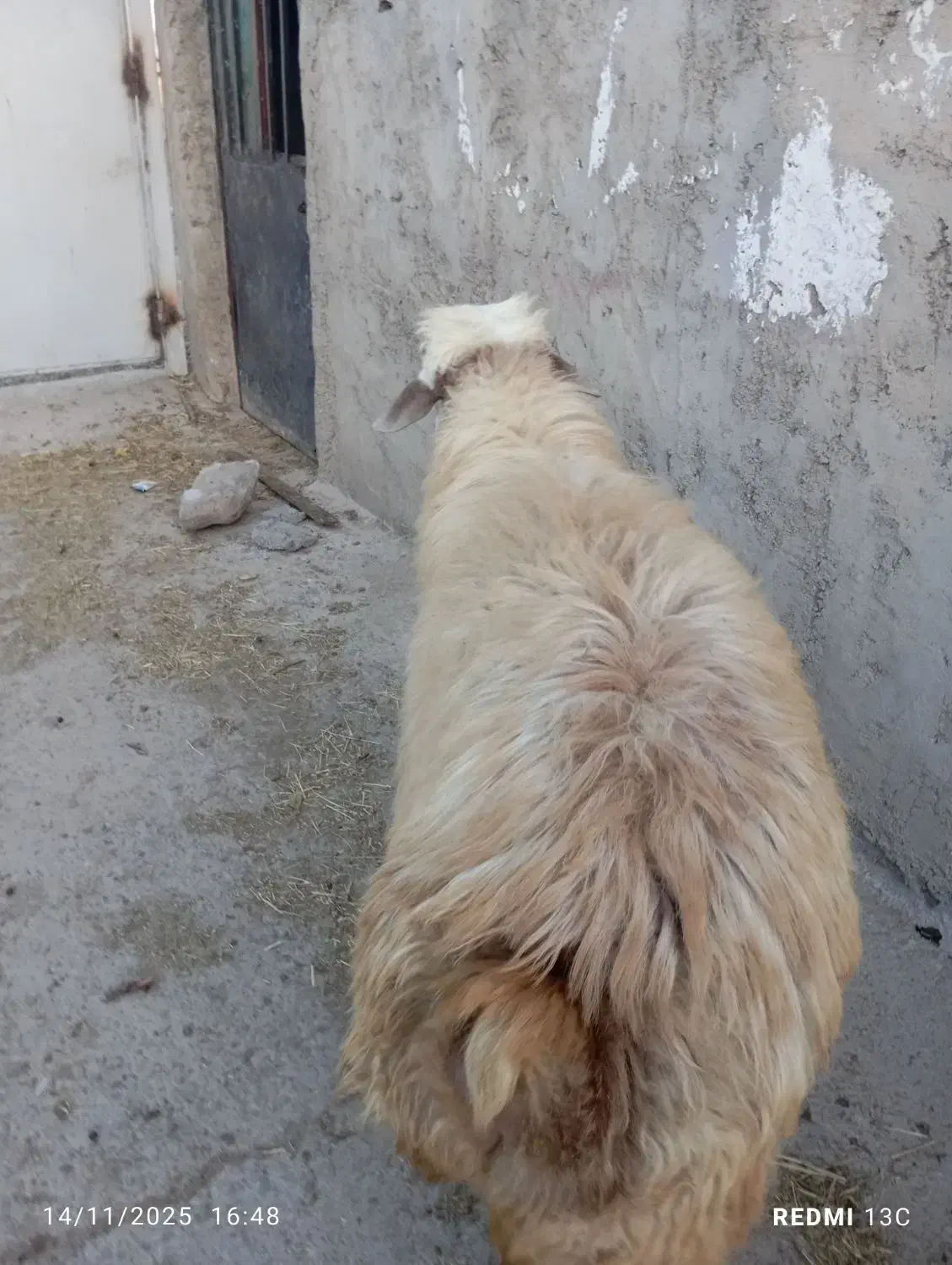 قوچ دامازدیق|حیوانات مزرعه|سرعین, |دیوار