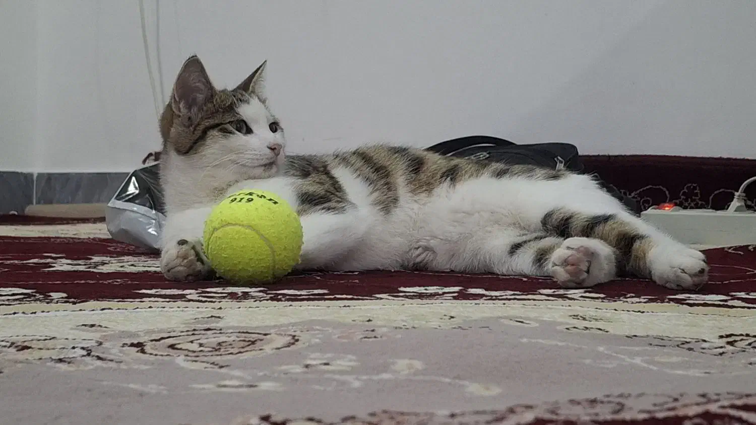 گربه|گربه|مشگین شهر, |دیوار