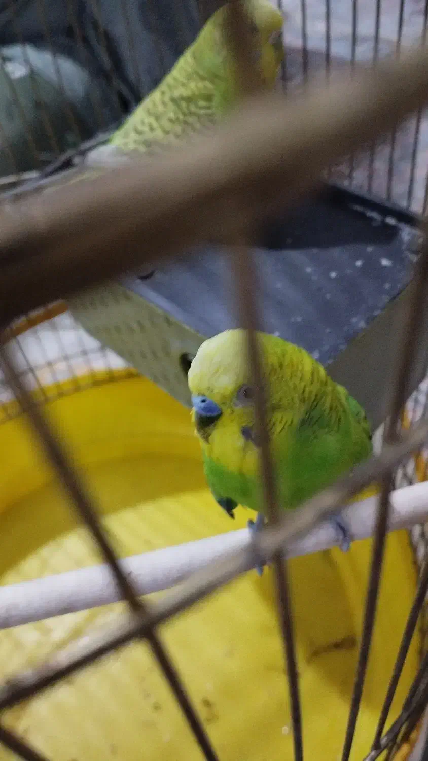 جفت مرغ عشق مولد (اماده) معاوضه با کفتر هم دارم|پرنده|کرمان, |دیوار