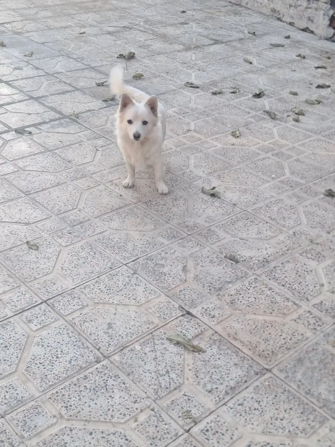 سگ خانگی بازیگوش|سگ|سنقر, |دیوار